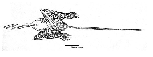 A picture containing animal, invertebrate, branchiopod crustacean, arthropod  Description automatically generated